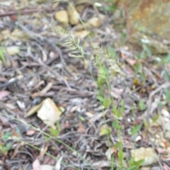 Vulpia sp. at Wamboin, NSW - 26 Nov 2021