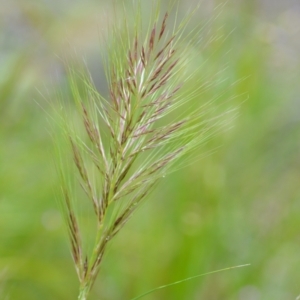 Austrostipa densiflora at Wamboin, NSW - 26 Nov 2021