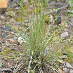 Austrostipa densiflora at Wamboin, NSW - 26 Nov 2021