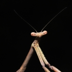 Unidentified Praying mantis (Mantodea) by TimL