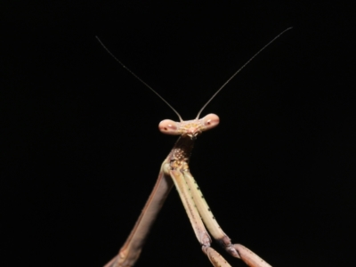 Unverified Praying mantis (Mantodea) by TimL