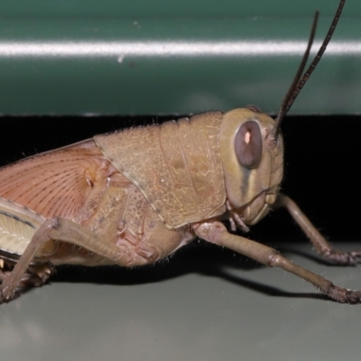 Valanga irregularis at  - suppressed by TimL