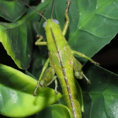 Valanga irregularis at  - suppressed by TimL