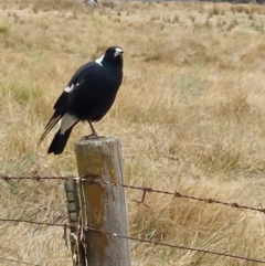 Gymnorhina tibicen (Australian Magpie) at Wirlinga, NSW - 20 Apr 2022 by RobCook