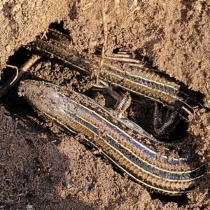 Ctenotus robustus at Stromlo, ACT - 21 Apr 2022