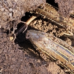 Ctenotus robustus at Stromlo, ACT - 21 Apr 2022 01:26 PM