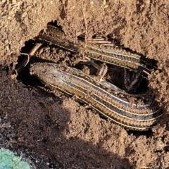 Ctenotus robustus at Stromlo, ACT - 21 Apr 2022 01:26 PM