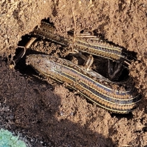 Ctenotus robustus at Stromlo, ACT - 21 Apr 2022 01:26 PM