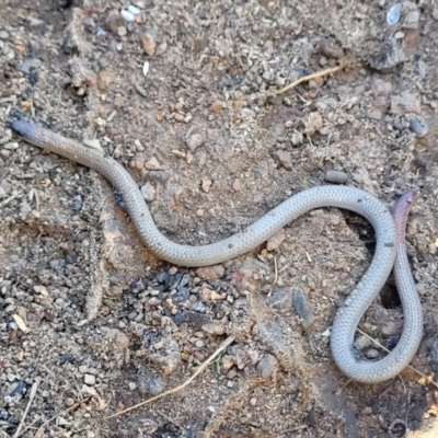 Aprasia parapulchella (Pink-tailed Worm-lizard) at Stromlo, ACT - 21 Apr 2022 by trevorpreston