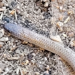 Aprasia parapulchella at Stromlo, ACT - 21 Apr 2022