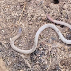 Aprasia parapulchella at Stromlo, ACT - 21 Apr 2022