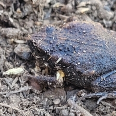 Uperoleia laevigata at Stromlo, ACT - 21 Apr 2022 01:30 PM