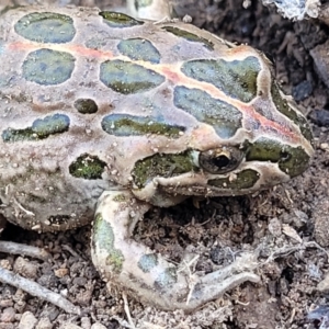 Limnodynastes tasmaniensis at Stromlo, ACT - 21 Apr 2022