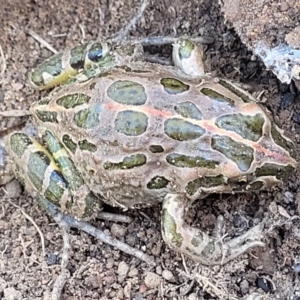 Limnodynastes tasmaniensis at Stromlo, ACT - 21 Apr 2022