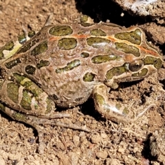 Limnodynastes tasmaniensis at Stromlo, ACT - 21 Apr 2022 01:33 PM