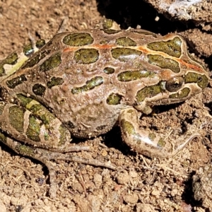 Limnodynastes tasmaniensis at Stromlo, ACT - 21 Apr 2022