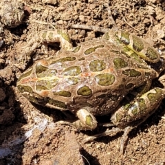 Limnodynastes tasmaniensis at Stromlo, ACT - 21 Apr 2022 01:33 PM