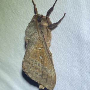 Oxycanus (genus) at Jerrabomberra, NSW - suppressed