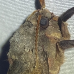 Oxycanus (genus) at Jerrabomberra, NSW - suppressed