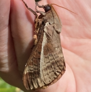 Oxycanus australis at Jerrabomberra, NSW - suppressed