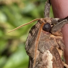 Oxycanus australis at Jerrabomberra, NSW - 20 Apr 2022