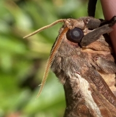 Oxycanus australis at Jerrabomberra, NSW - suppressed