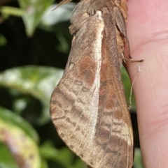 Oxycanus australis at Jerrabomberra, NSW - 20 Apr 2022