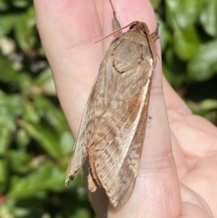 Oxycanus australis at Jerrabomberra, NSW - 20 Apr 2022