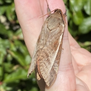 Oxycanus australis at Jerrabomberra, NSW - 20 Apr 2022