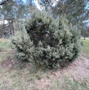 Acacia boormanii at Stromlo, ACT - 21 Apr 2022 04:25 PM