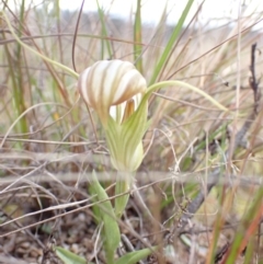 Diplodium truncatum (Little Dumpies, Brittle Greenhood) at Boolijah, NSW - 19 Apr 2022 by AnneG1