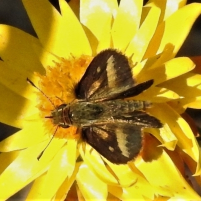 Taractrocera papyria (White-banded Grass-dart) at Acton, ACT - 21 Apr 2022 by JohnBundock