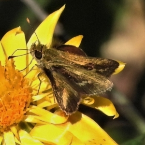 Taractrocera papyria at Acton, ACT - 21 Apr 2022