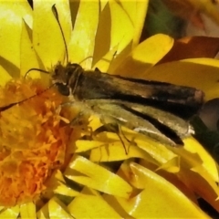 Taractrocera papyria at Acton, ACT - 21 Apr 2022