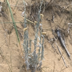 Pseudognaphalium luteoalbum (Jersey Cudweed) at Ventnor, VIC - 13 Apr 2022 by Tapirlord