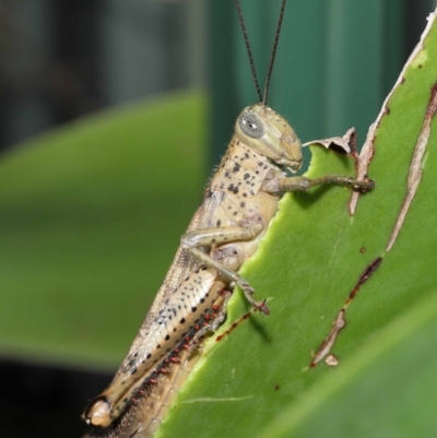 Valanga irregularis at  - suppressed by TimL