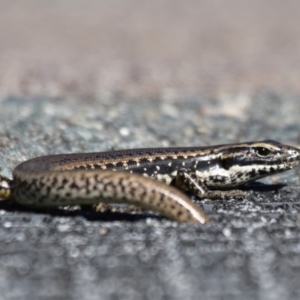 Eulamprus heatwolei at Paddys River, ACT - 20 Apr 2022 12:49 PM