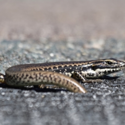 Eulamprus heatwolei (Yellow-bellied Water Skink) at Tidbinbilla Nature Reserve - 20 Apr 2022 by roman_soroka