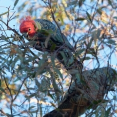 Callocephalon fimbriatum (Gang-gang Cockatoo) at Tralee, NSW - 20 Apr 2022 by roman_soroka