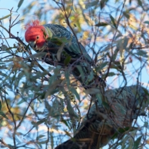 Callocephalon fimbriatum at Tralee, NSW - 20 Apr 2022