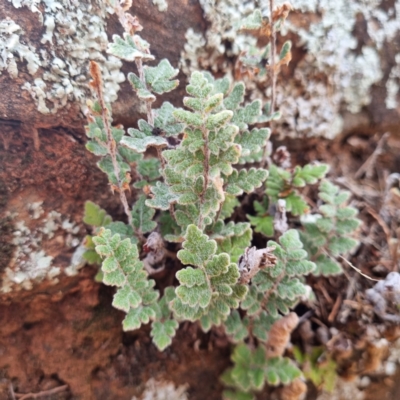 Cheilanthes lasiophylla (Woolly Cloak Fern) at Cubba, NSW - 21 Apr 2022 by AaronClausen