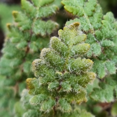 Cheilanthes lasiophylla (Woolly Cloak Fern) at Cubba, NSW - 21 Apr 2022 by AaronClausen