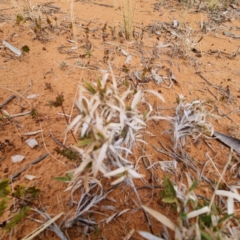 Thyridolepis mitchelliana (Window Mulga-Grass) at Cubba, NSW - 21 Apr 2022 by AaronClausen