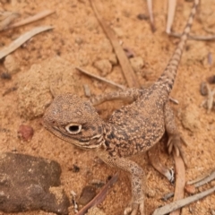 Unidentified Dragon at Cubba, NSW - 21 Apr 2022 by AaronClausen