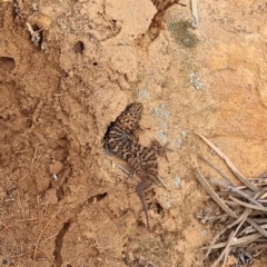 Unidentified Monitor or Gecko at Cubba, NSW - 21 Apr 2022 by AaronClausen