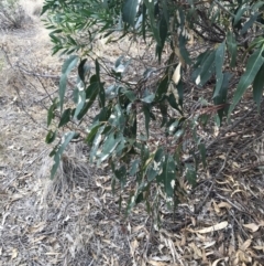 Eucalyptus (genus) (A Gum Tree) at Ventnor, VIC - 13 Apr 2022 by Tapirlord