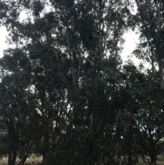 Eucalyptus (genus) at Ventnor, VIC - 13 Apr 2022 02:45 PM