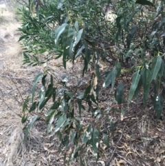 Eucalyptus (genus) at Ventnor, VIC - 13 Apr 2022 02:45 PM
