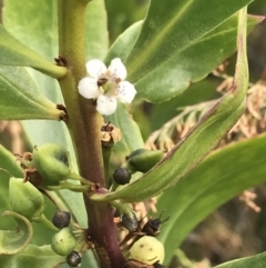 Myoporum insulare (Common Boobialla) at Ventnor, VIC - 13 Apr 2022 by Tapirlord