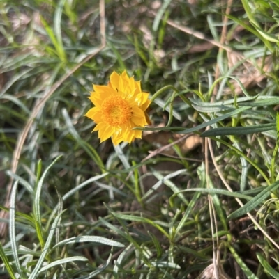 Xerochrysum viscosum (Sticky Everlasting) at Stromlo, ACT - 21 Apr 2022 by JimL